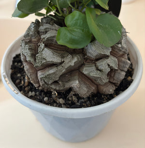 Dioscorea elephantipes ‘The Elephant’s Foot’