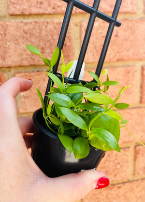 Dischidia Vidalii