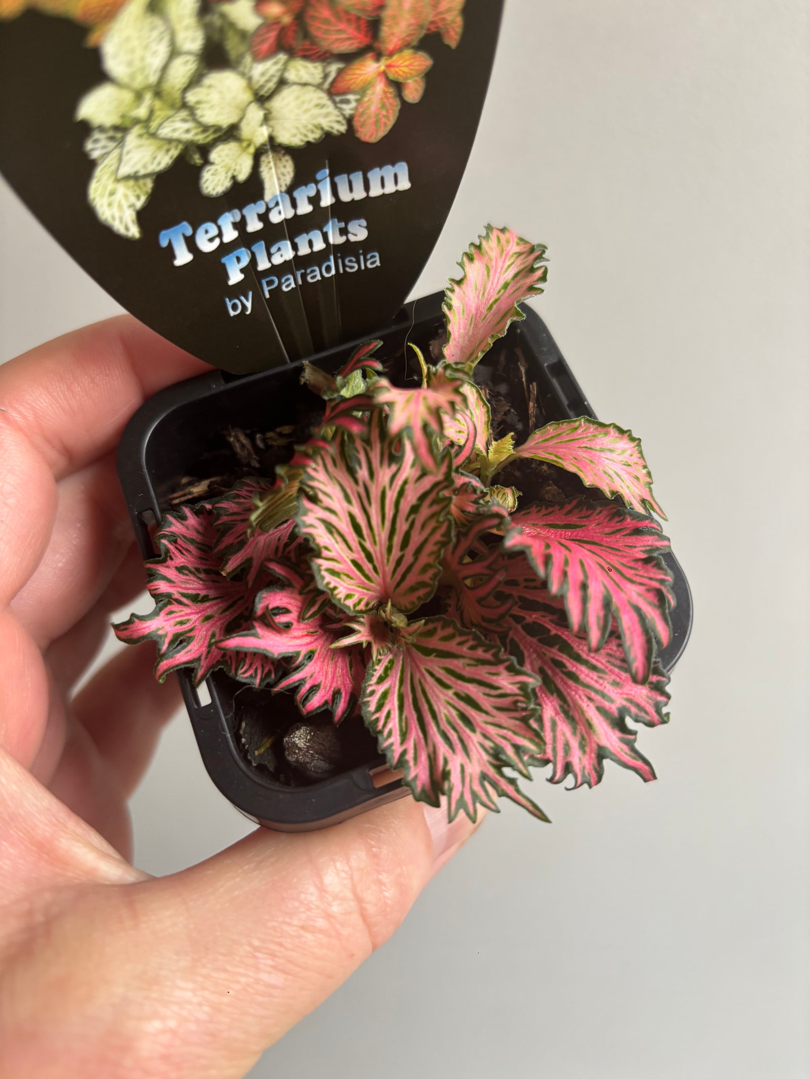 Fittonia - Hybrid (Pink Feather)