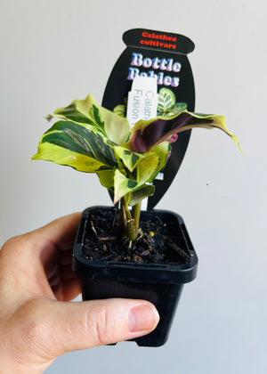 Calathea - Fusion Yellow