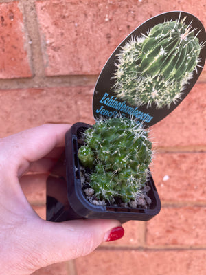 Echinofossulocactus ‘Jenci’s Favourite’