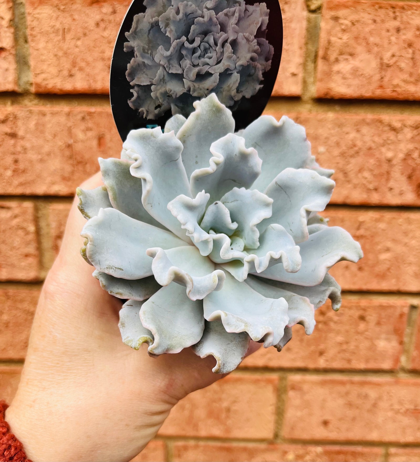 Echeveria 'Crispate Beauty'