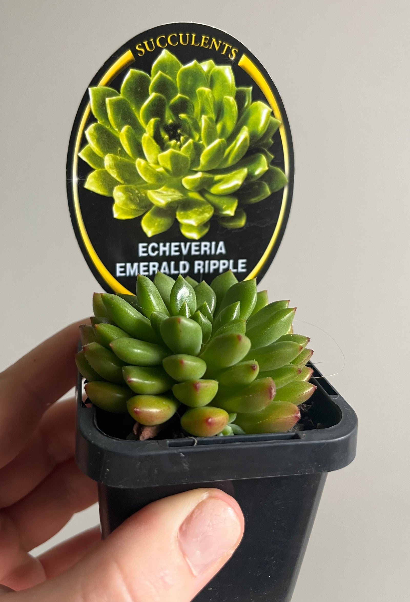 Echeveria emerald ripple cultivar
