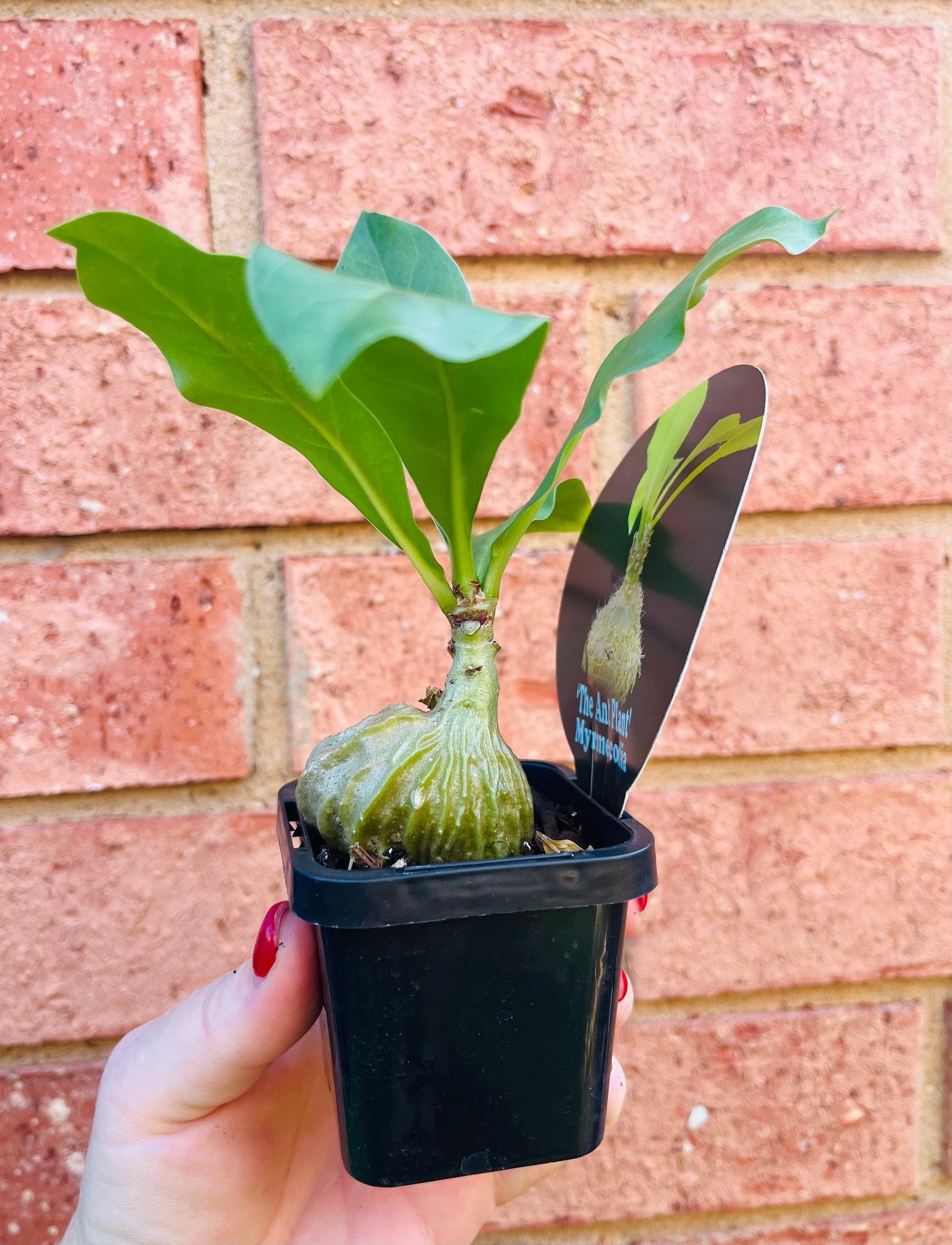 Myrmecodia tuberosa 'The Ant Plant'