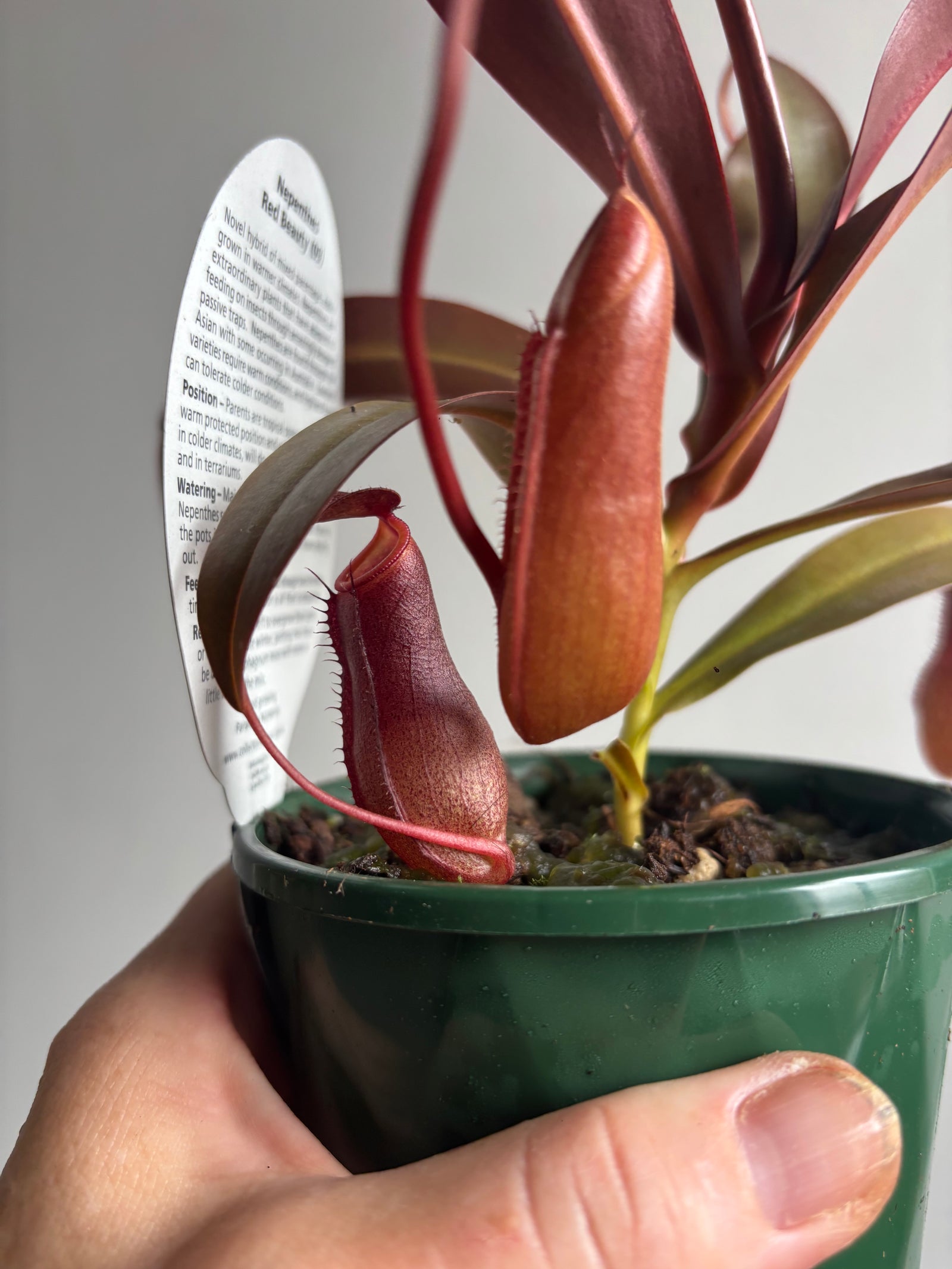 Nepenthes Red Beauty - Pitcher Plant