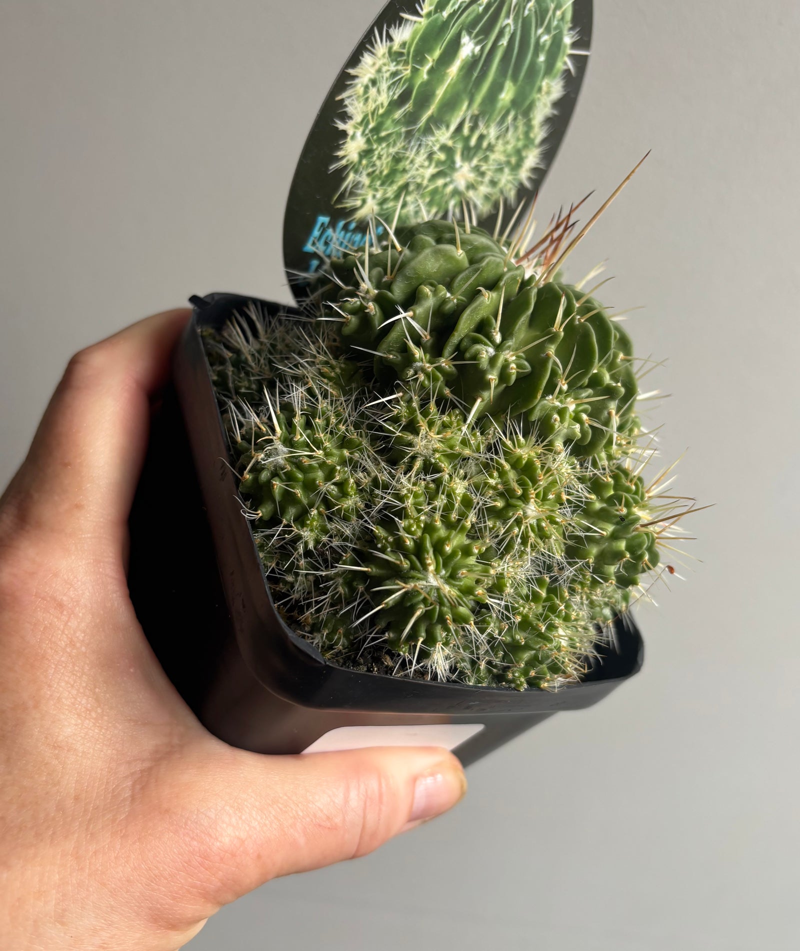 Echinofossulocactus ‘Jenci’s Favourite’