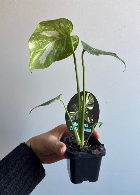 Monstera deliciosa 'Thai Constellation'