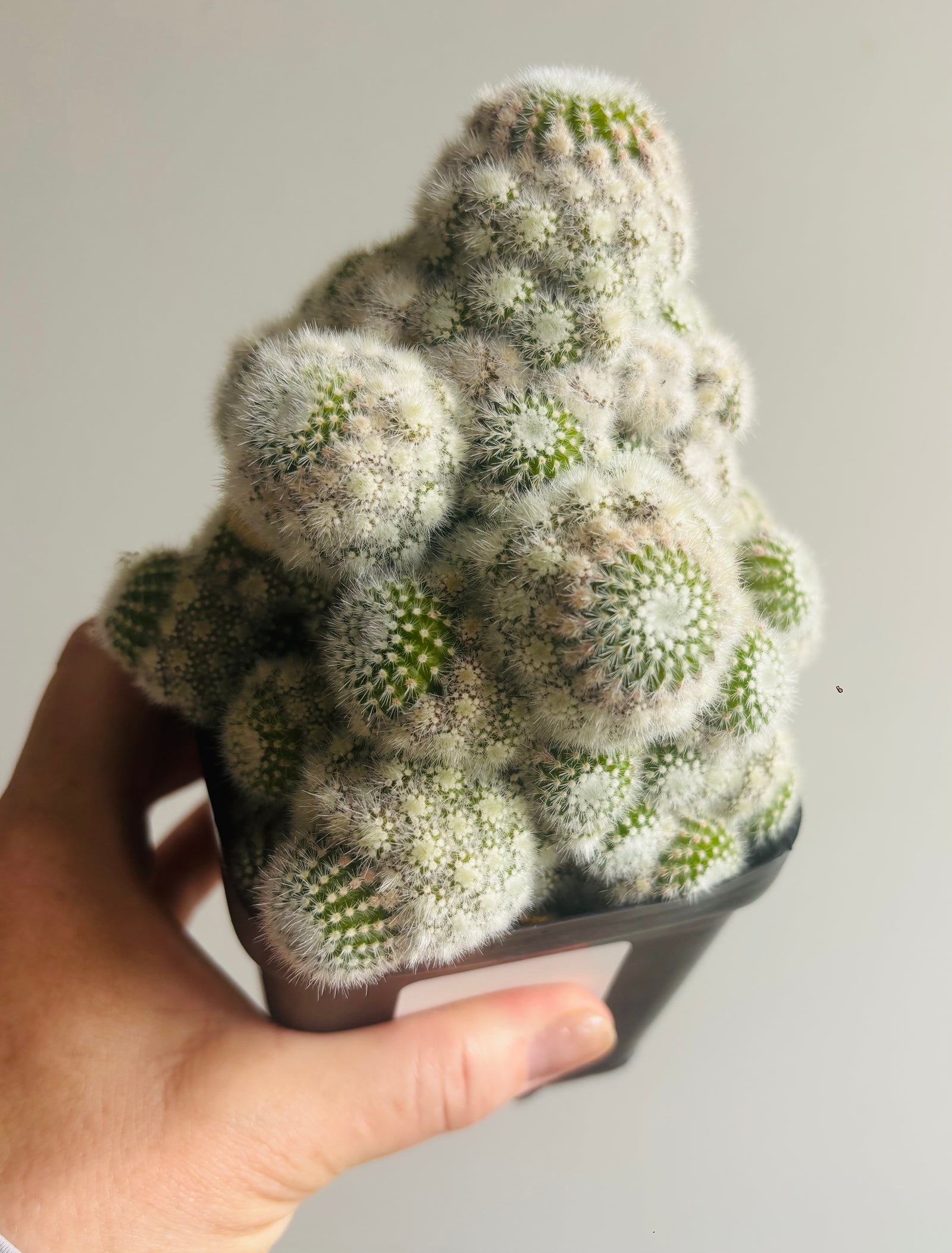 Parodia scopa albispina var minima