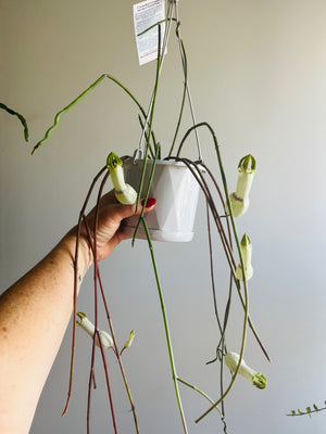 Ceropegia ampliata