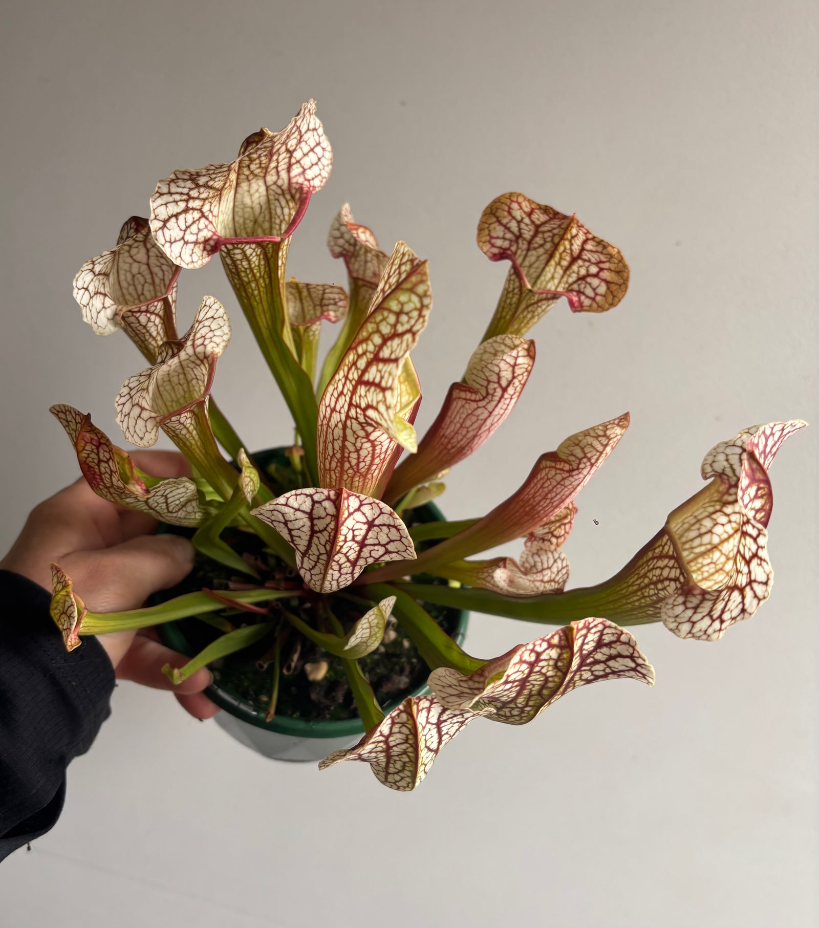 Sarracenia umlauftiana