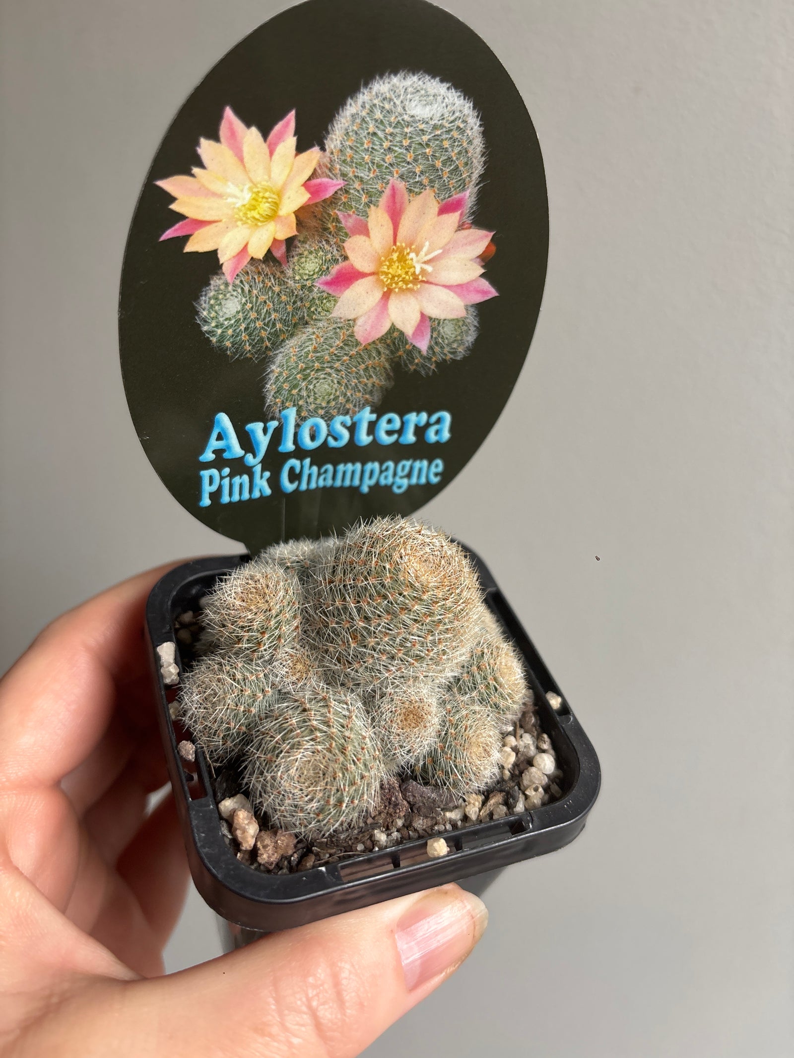 Aylostera cultivar 'Pink Champagne'