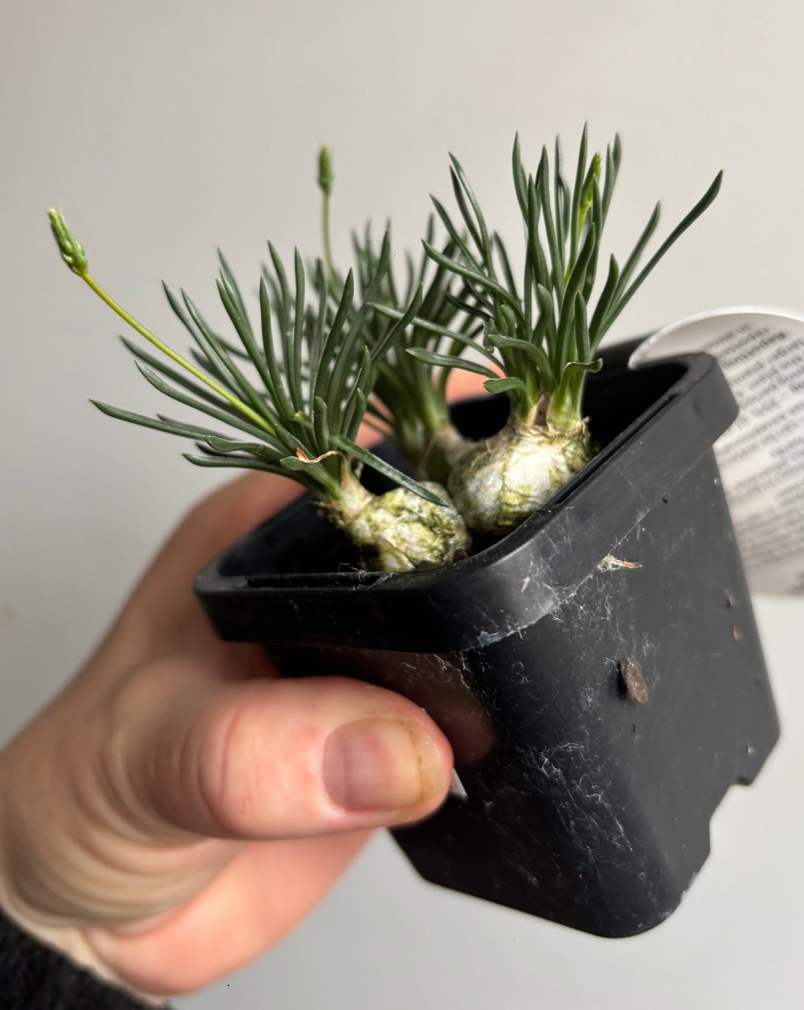 Ornithogalum sardienii