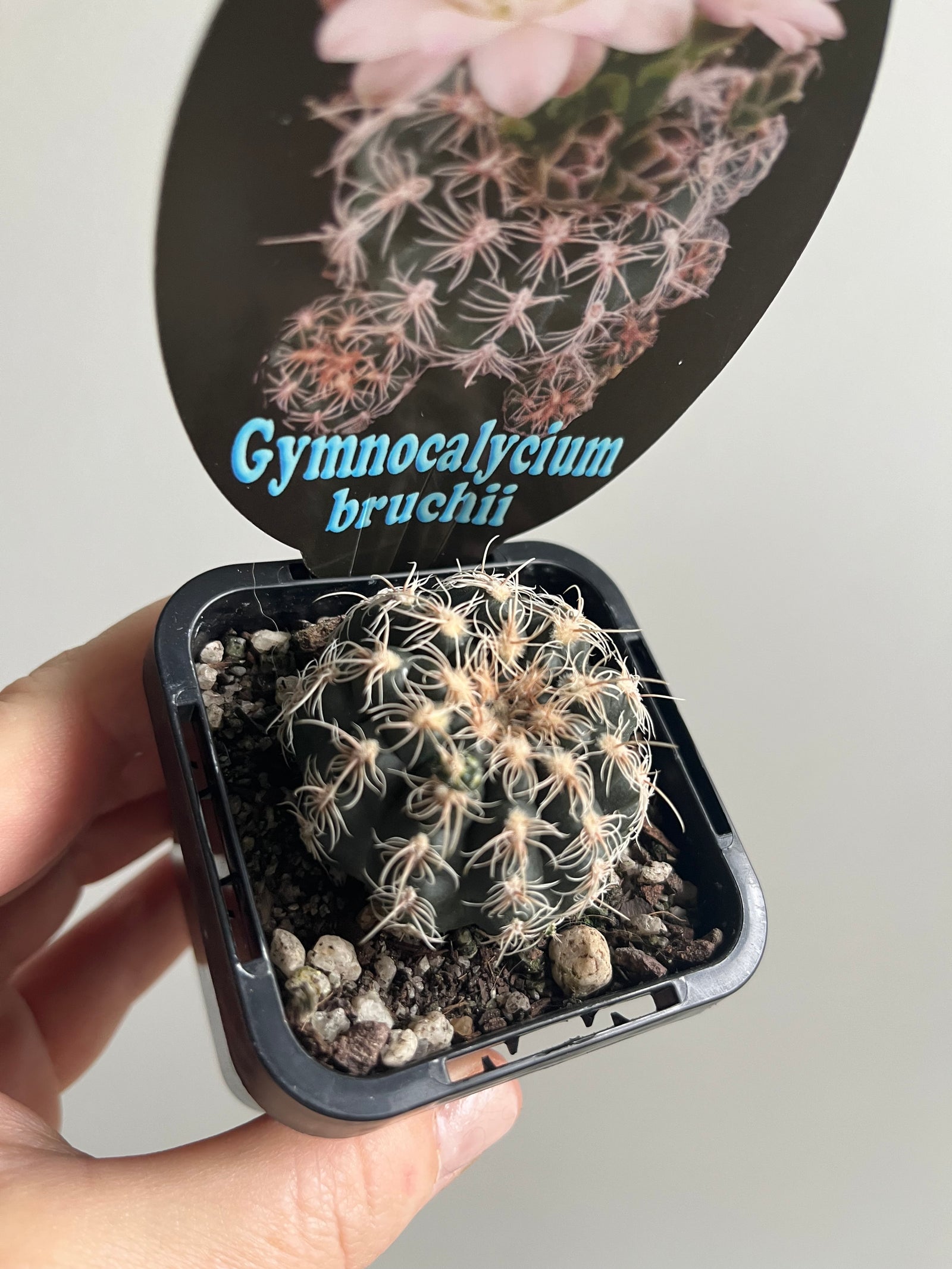 Gymnocalycium bruchii