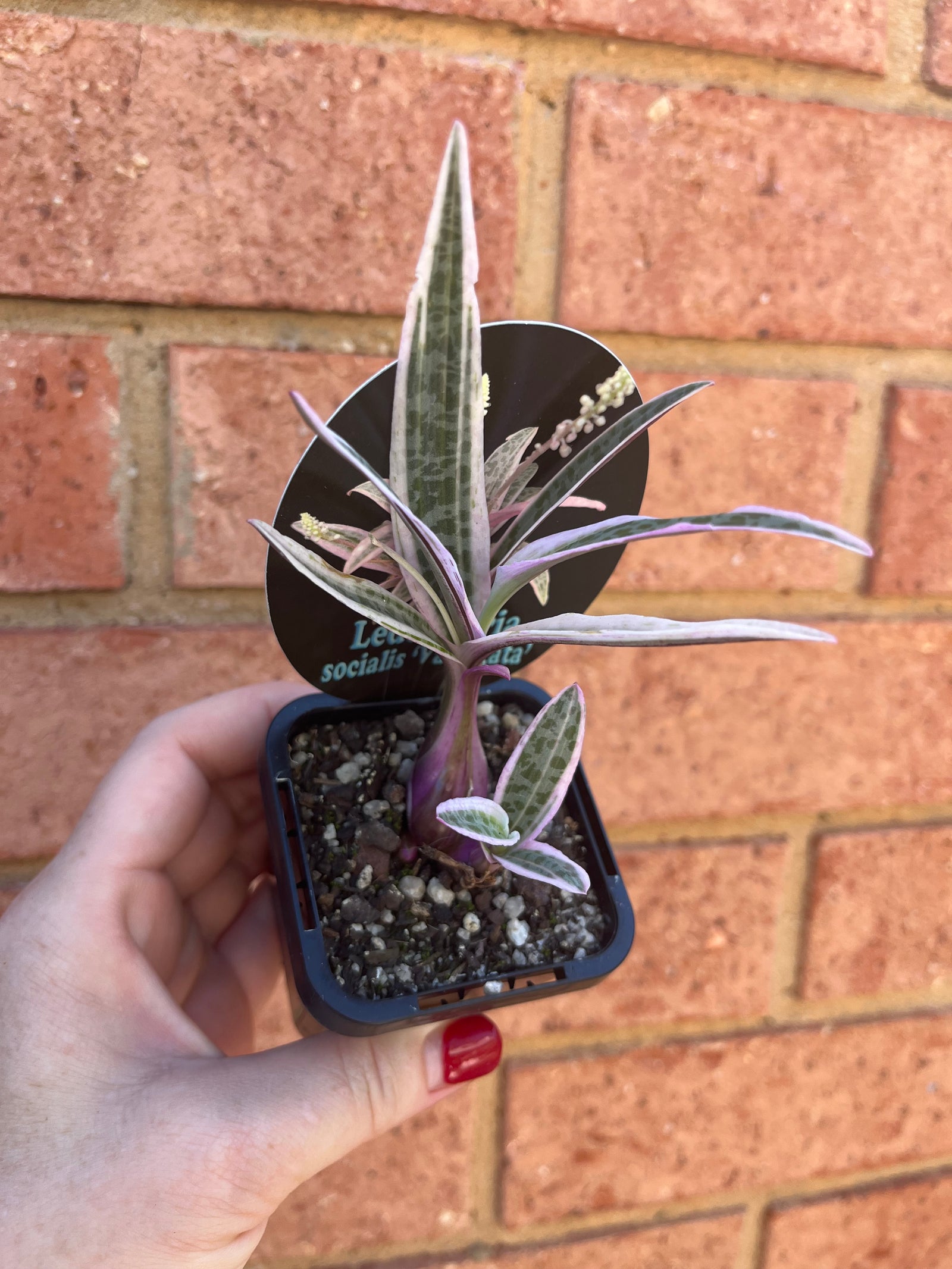 Ledebouria socialis ‘variegata’