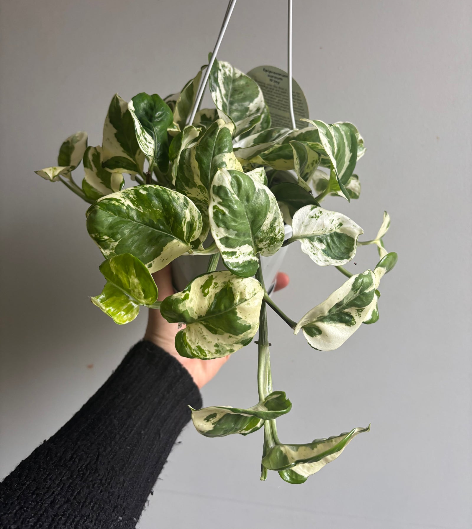 Epipremnum Aureum - N’Joy