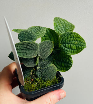 Rhaphidophora c.f. korthalsii ‘Velvet Bullate’