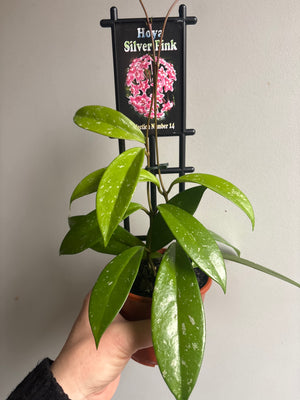 Hoya - Silver Pink Collection No. 14