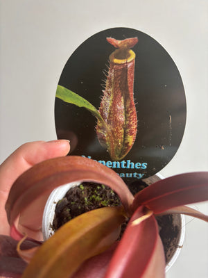 Nepenthes Red Beauty - Pitcher Plant