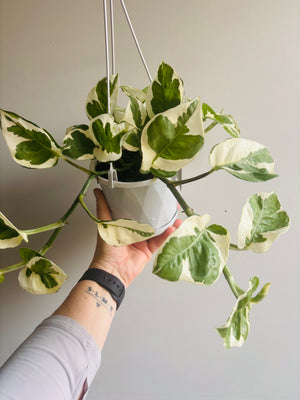 Epipremnum Aureum - N’Joy