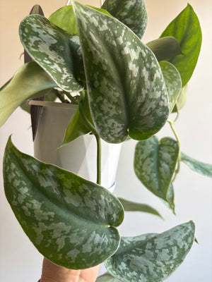 Scindapsus pictus ‘Exotica’ - Satin Pothos