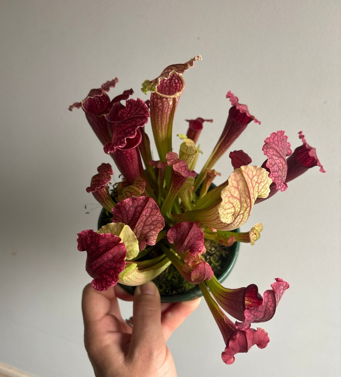 Sarracenia ‘Philadelphia’