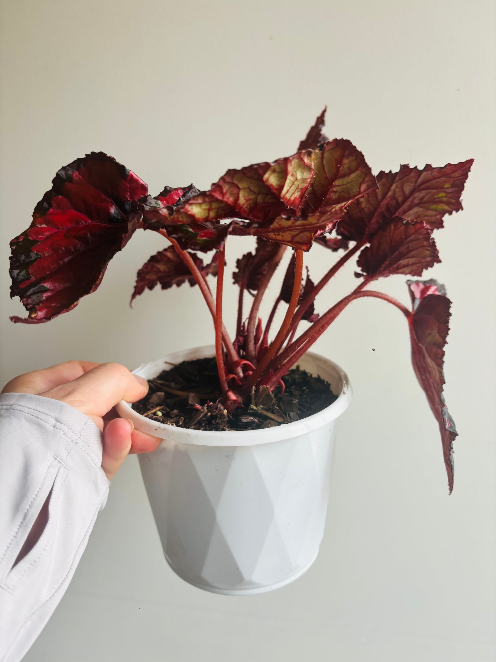 Begonia rex - Inca Night