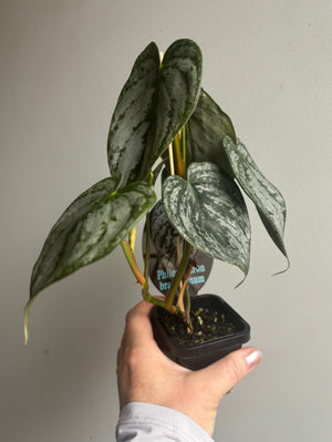 Philodendron brandtianum