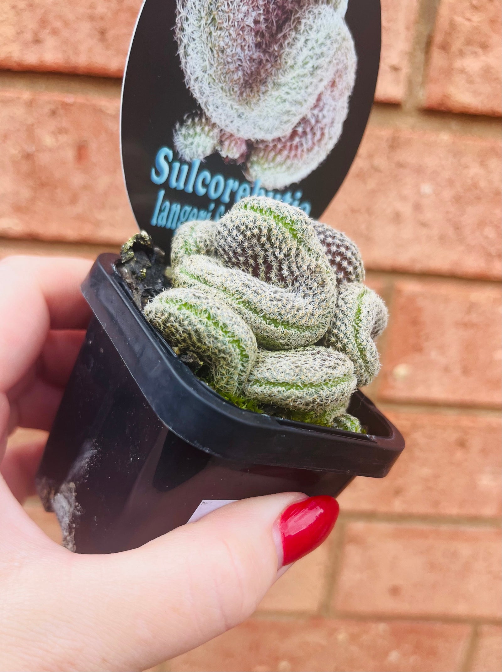 Sulcorebutia langeri forma cristata