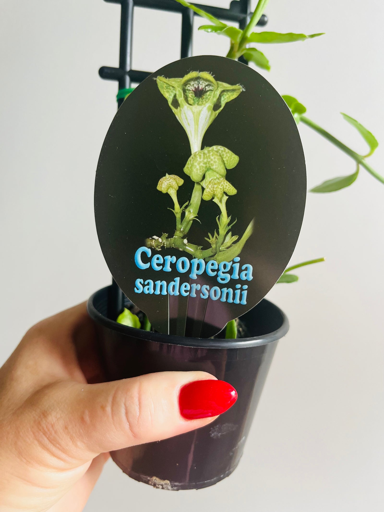 Ceropegia sandersonii