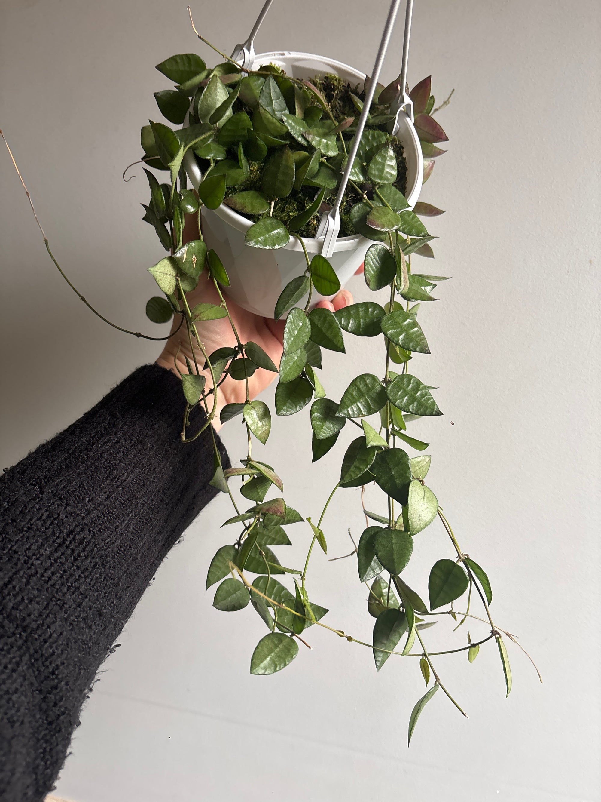 Dischidia hirsuta