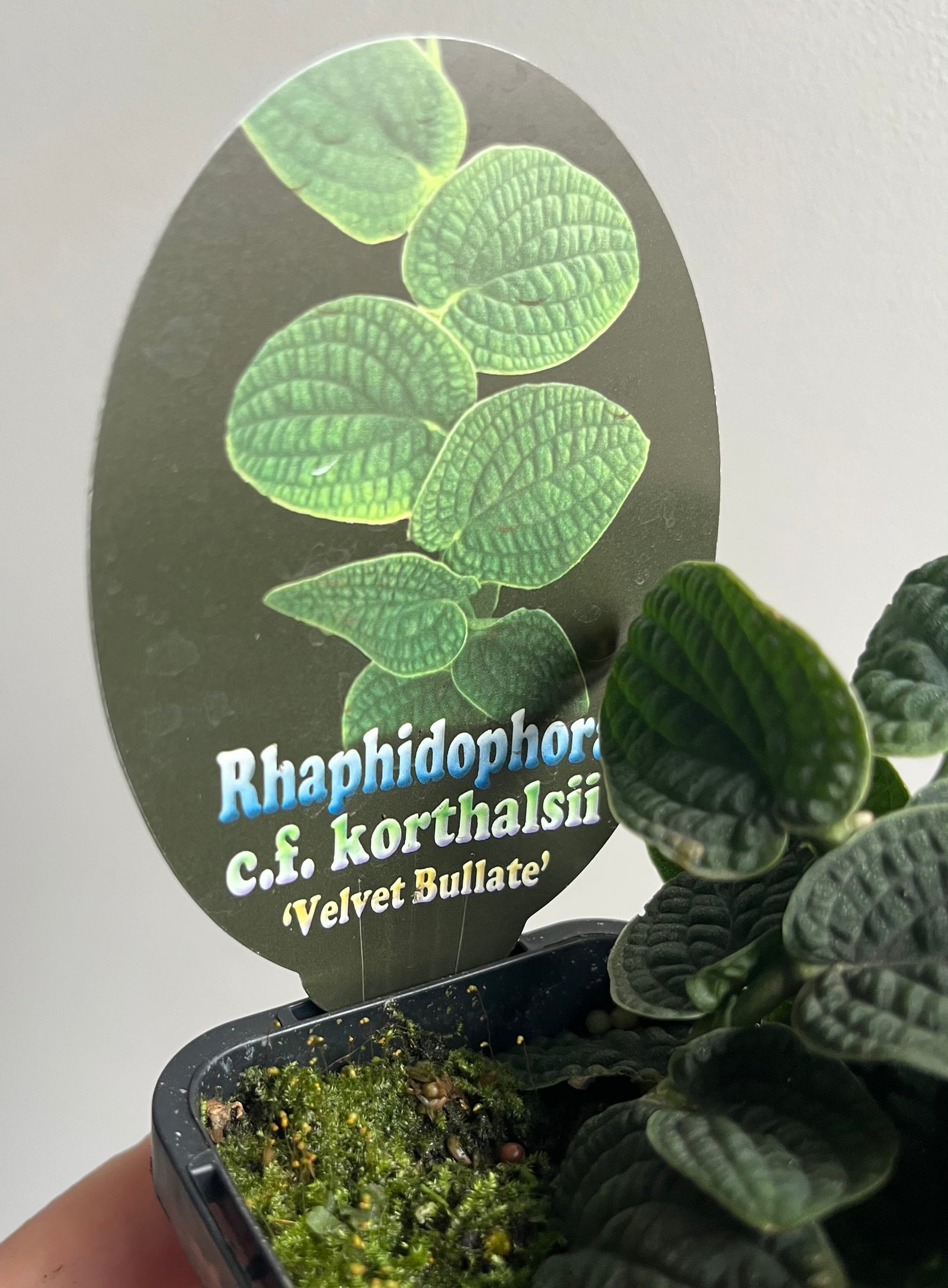 Rhaphidophora c.f. korthalsii ‘Velvet Bullate’