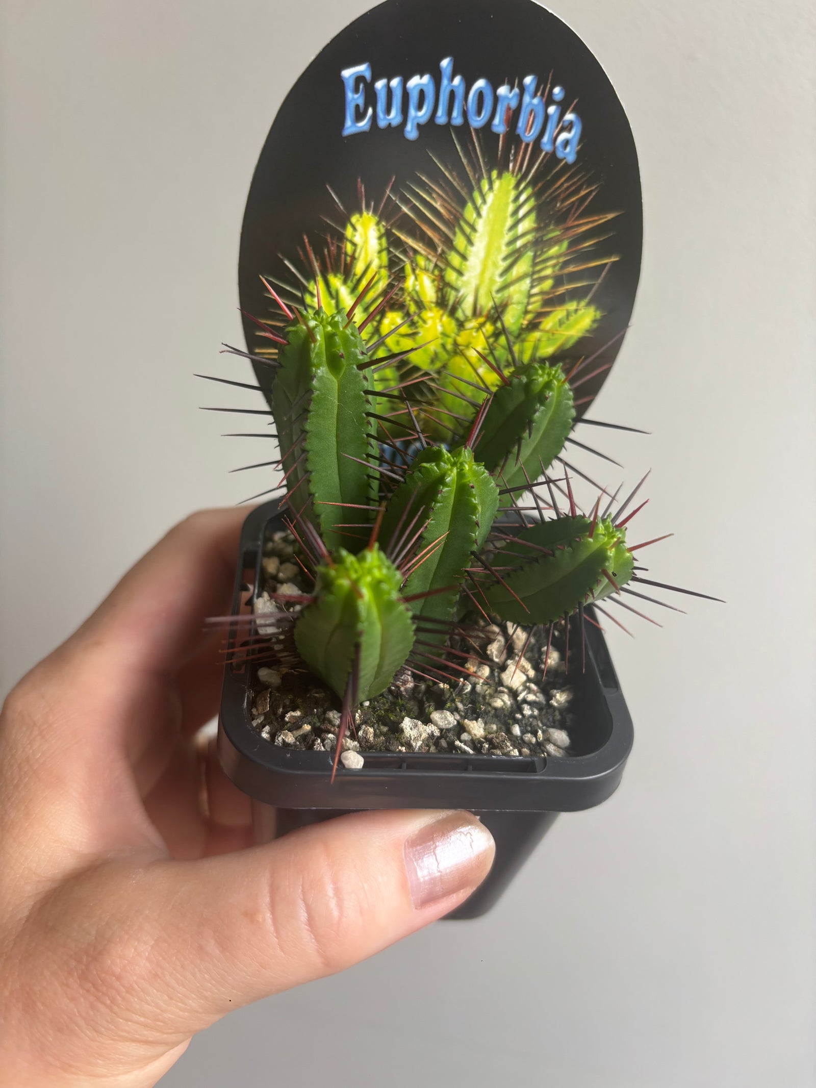 Euphorbia enopla