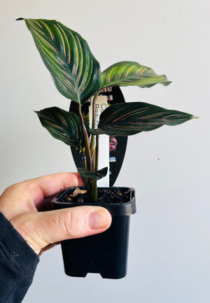 Calathea - Beauty Star