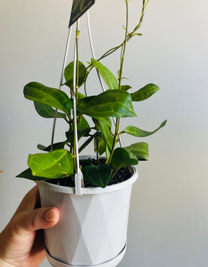 Hoya - Elliptica