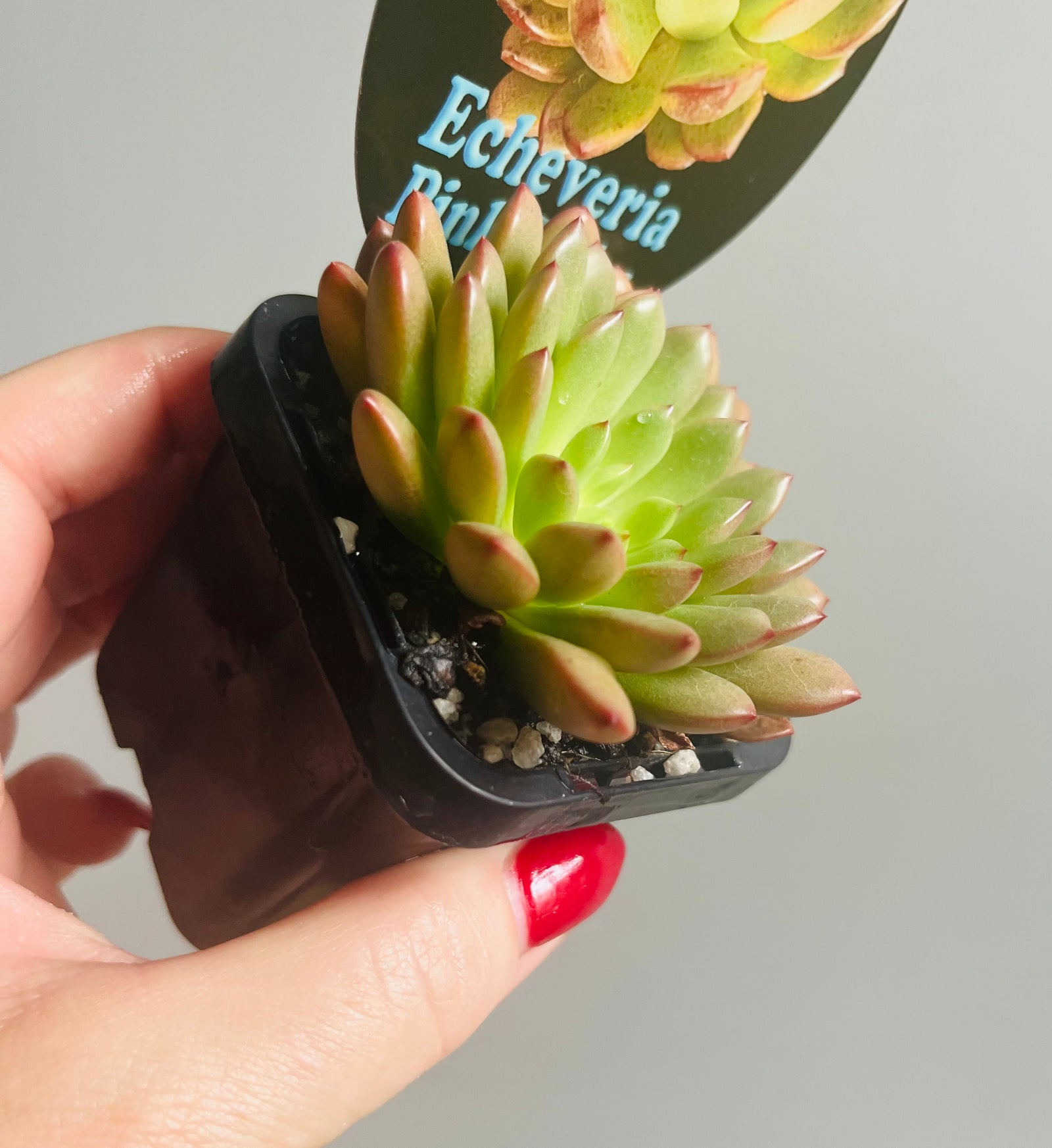 Echeveria cv. - 'Pink Ruby'