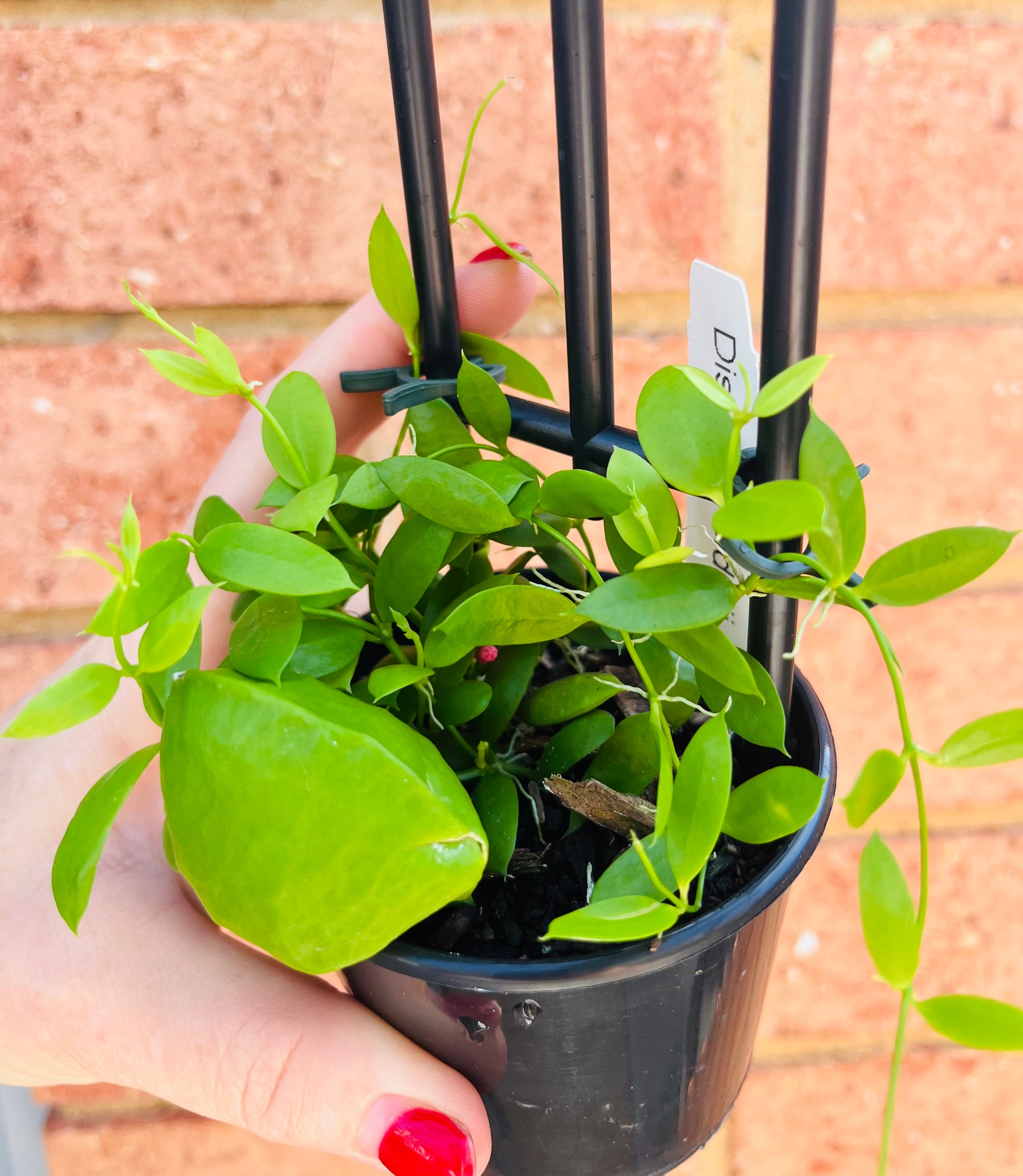 Dischidia Vidalii