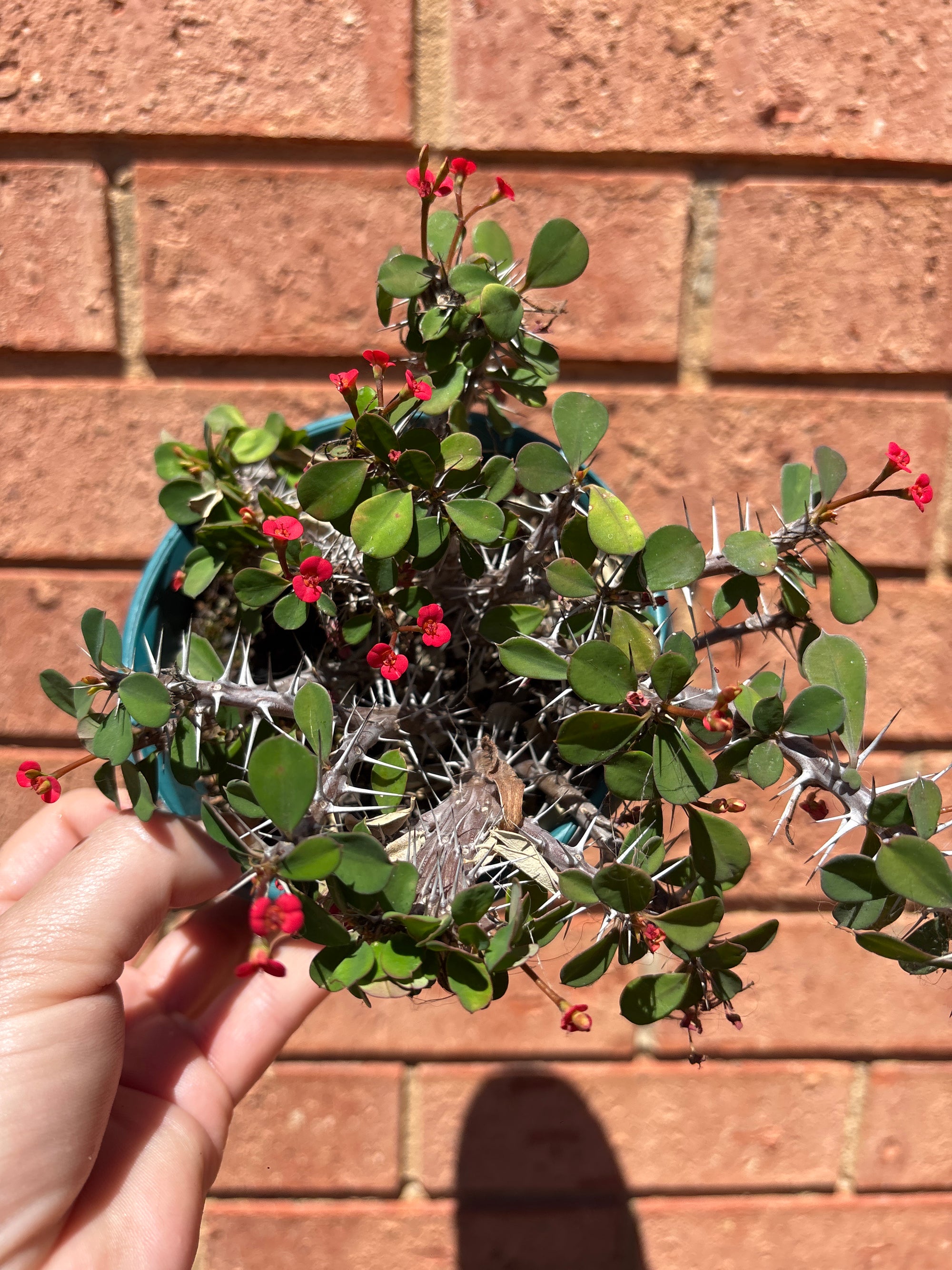 Euphorbia millii (Crown of Thorns) 'Lucky Lady Crest’