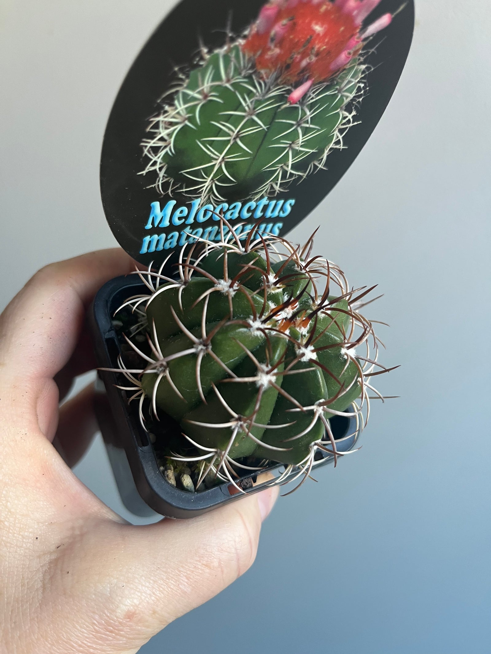 Melocactus matanzanus 'The Dwarf Turk's Cap'