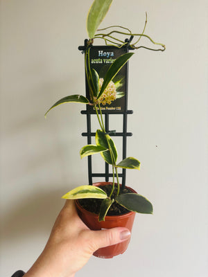 Hoya - Acuta Variegata Collection No. 125