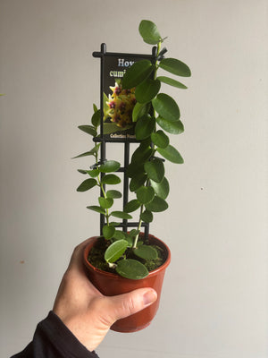 Hoya - Cumingiana Collection No. 63