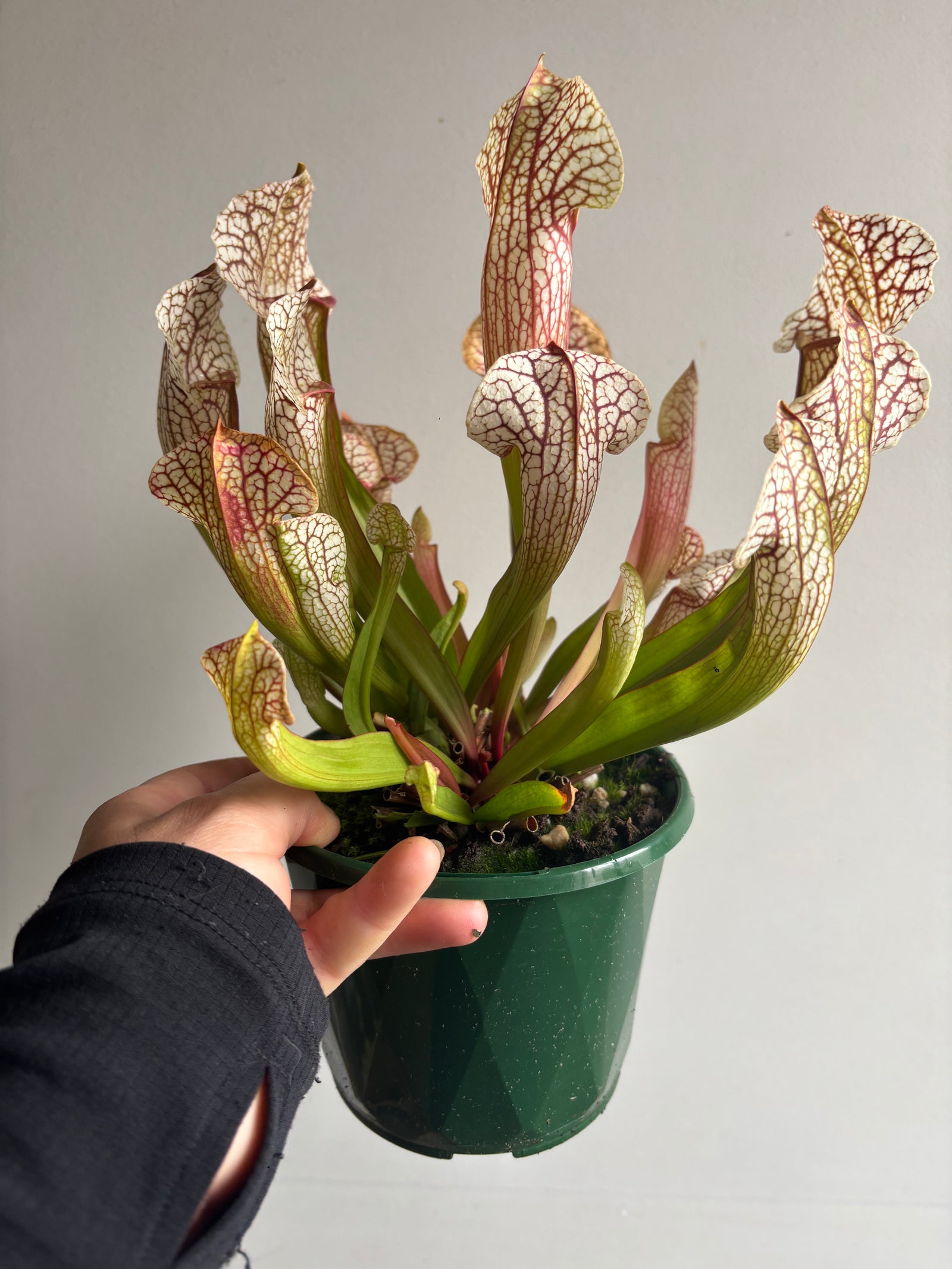 Sarracenia umlauftiana