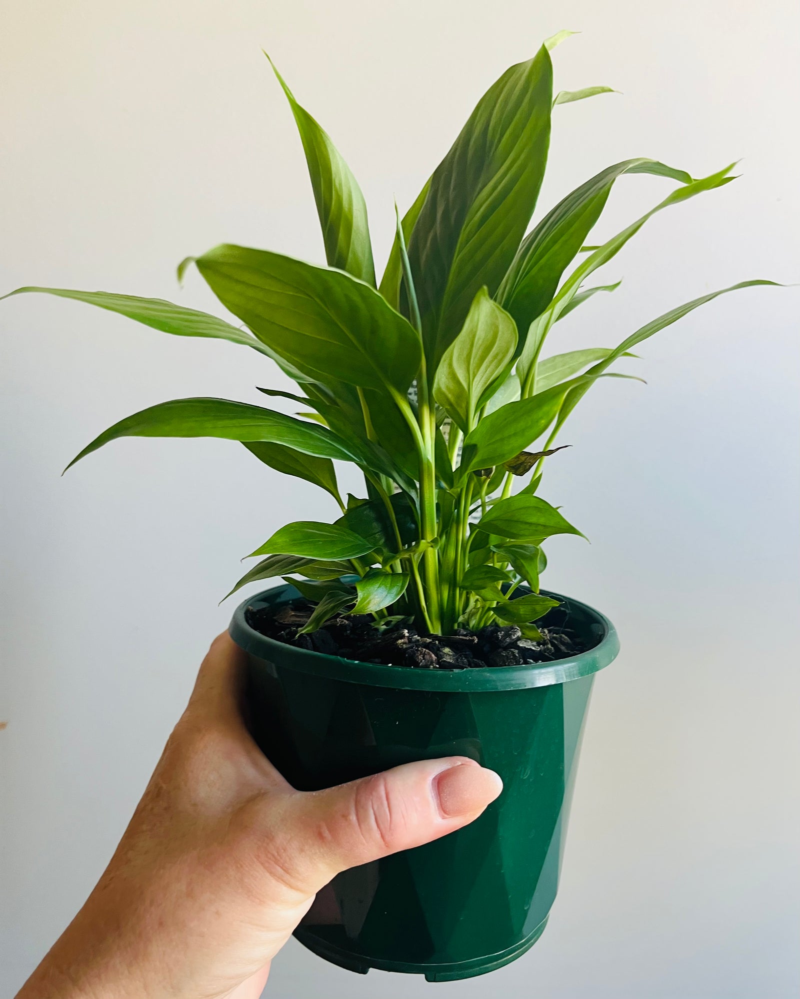 Spathiphyllum Super Petite