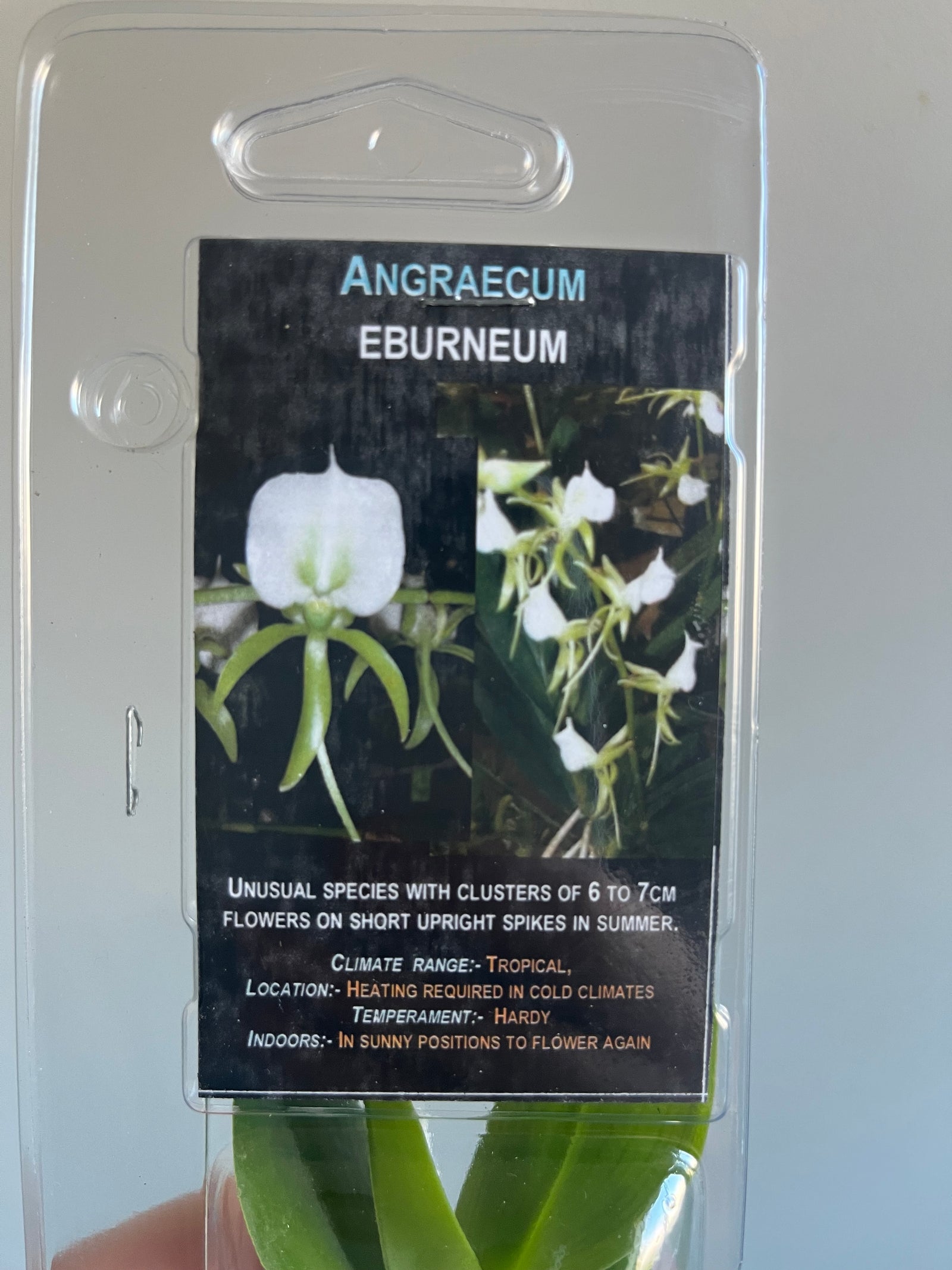 Angraecum eburneum