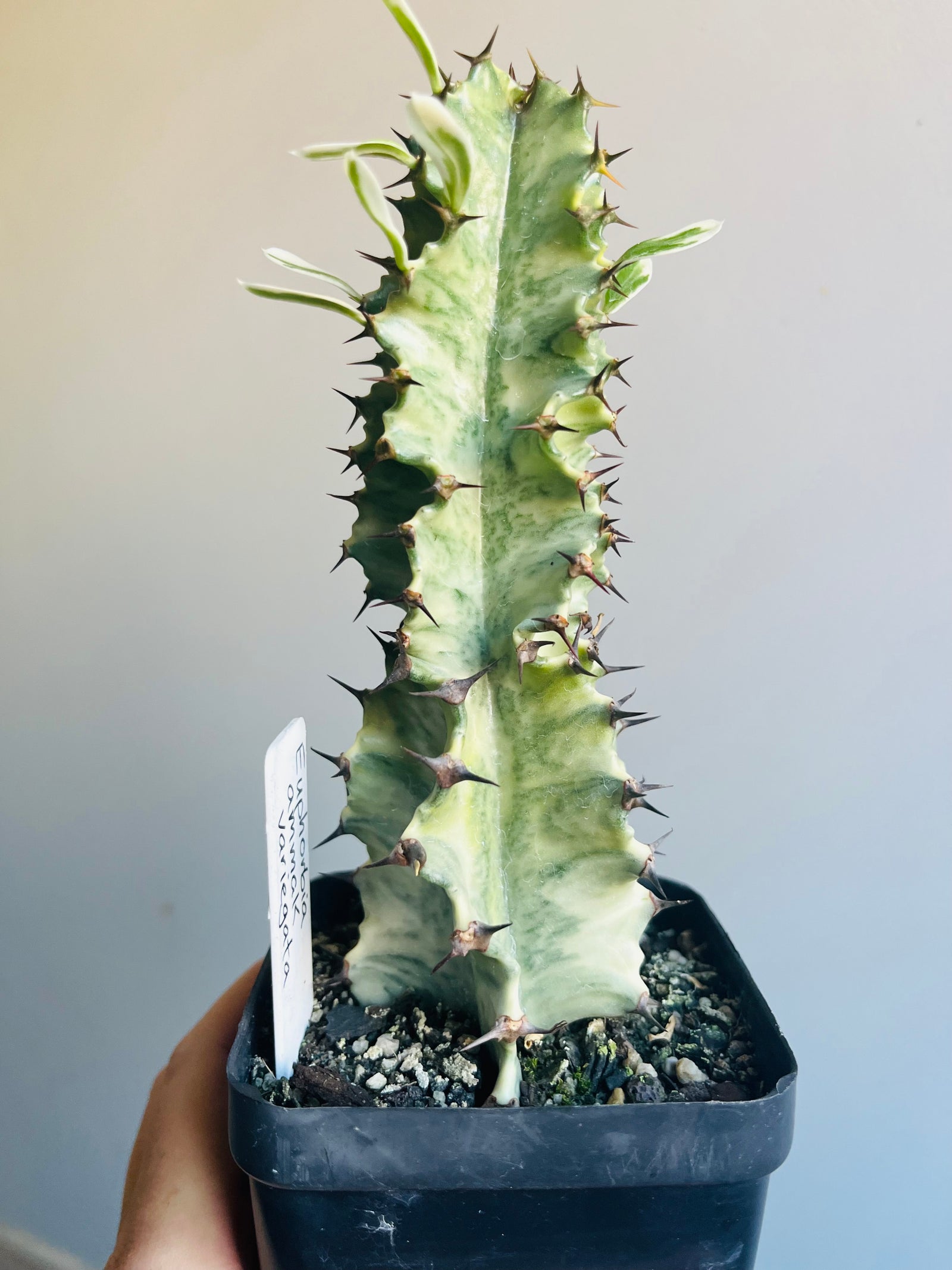 Euphorbia ammak variegata