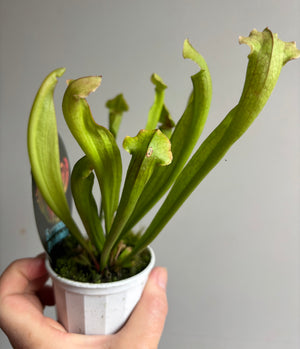 Sarracenia ‘Philadelphia’ Sar15