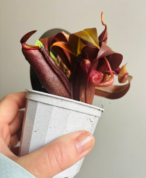 Nepenthes Red Beauty - Pitcher Plant