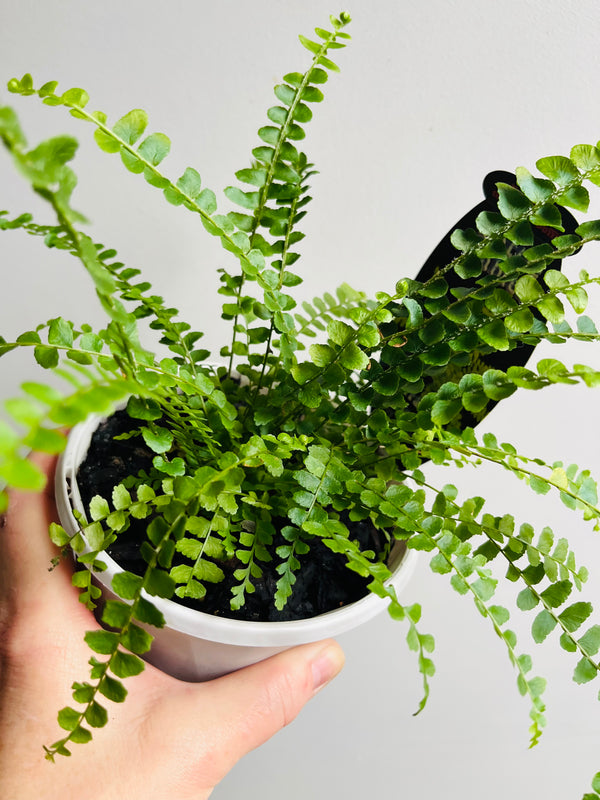 Ferns/Ficus Tagged 