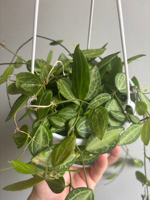 Dischidia ovata - Watermelon Dischidia