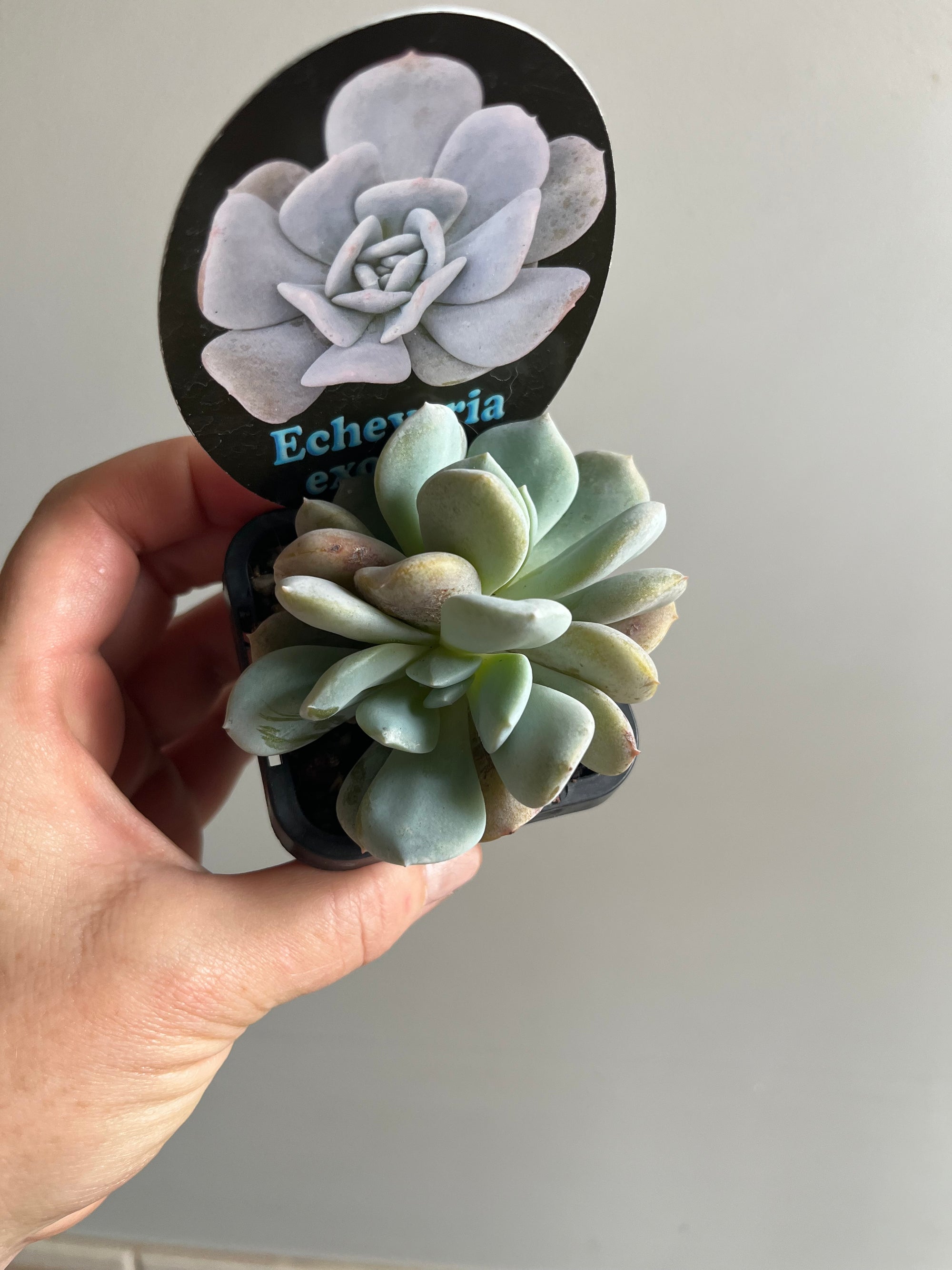 Echeveria 'Exotica'