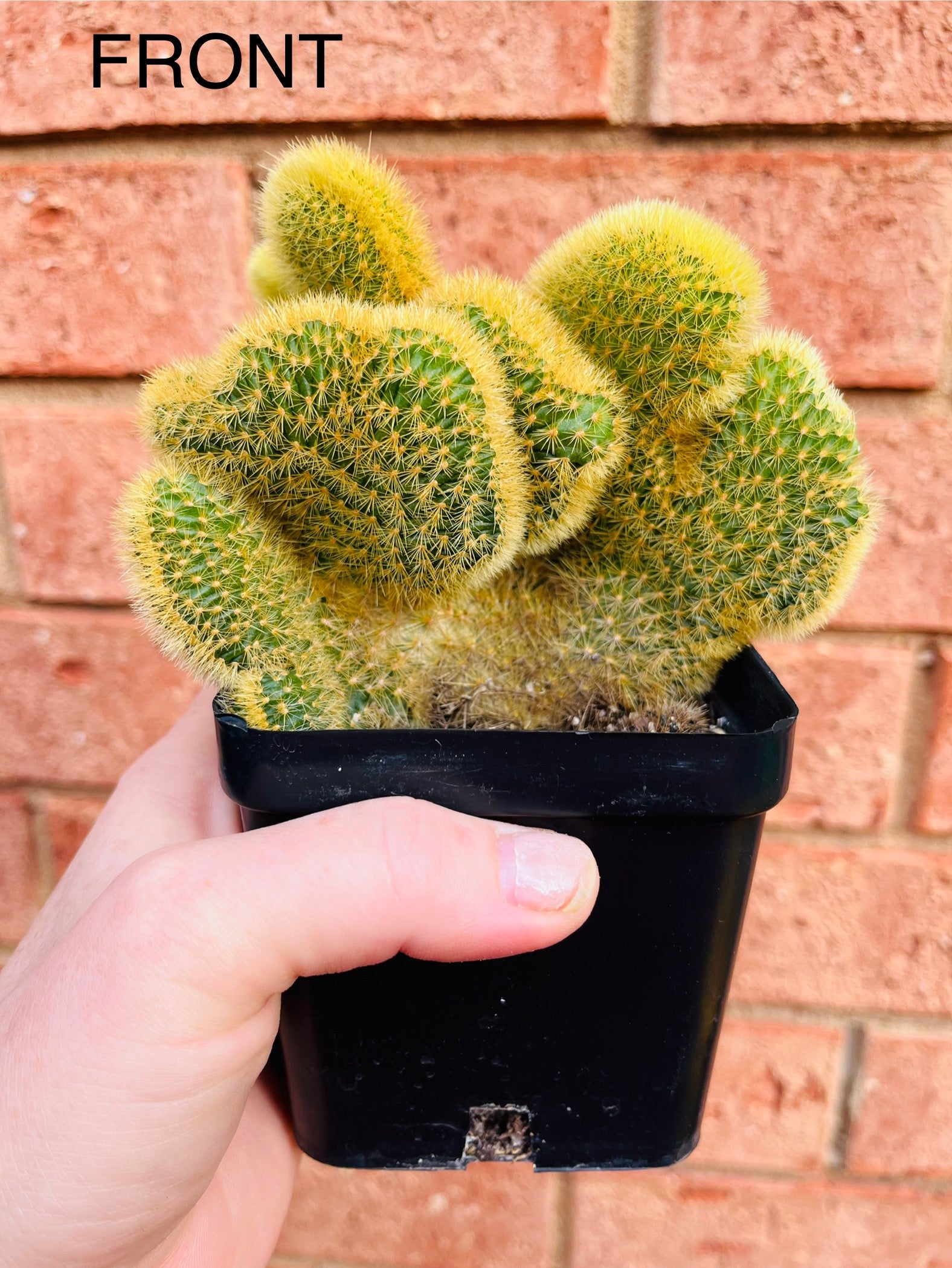 Cleistocactus winteri 'Cristata syn Hildewinteria aureispina 'Cristata'